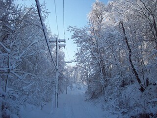Fototapeta premium snow covered trees