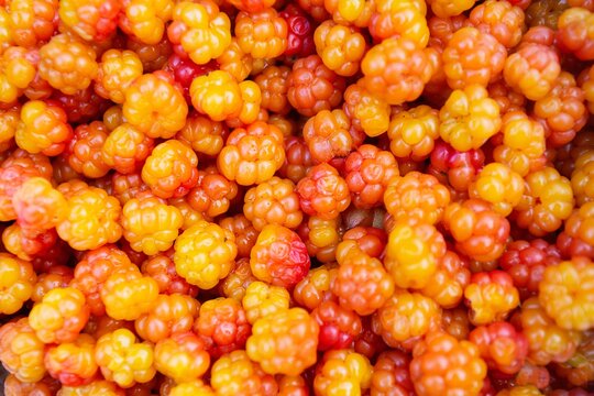 Close-up of cloudberry as a background. Collecting forest ripe cloudberries from the forest. Summer berry. The view from the top.