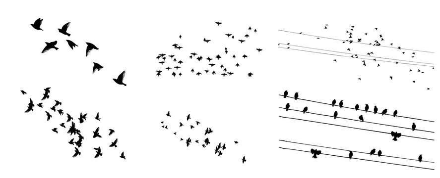 A flock of flying birds. Set of different bird flocks. Birds on the wires. Vector illustration