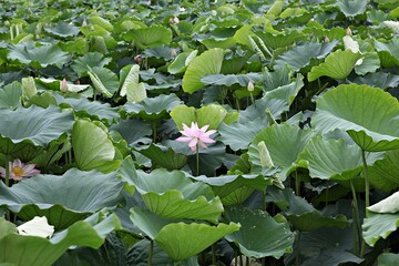 한국 경기도 시흥시 관곡지 입니다