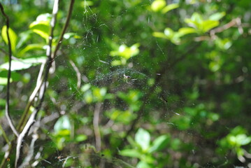 Orb weaver spiders spinning their webs that glisten and shimmer in the spotted sunlight coming through the forest canopy in mid-summer.