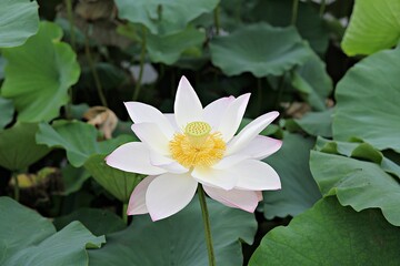 한국 경기도 시흥시 관곡지 입니다