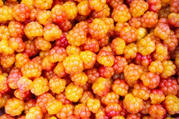 Close-up of cloudberry as a background. Collecting forest ripe cloudberries from the forest. Summer berry. The view from the top.