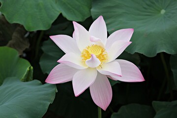 한국 경기도 시흥시 관곡지 입니다