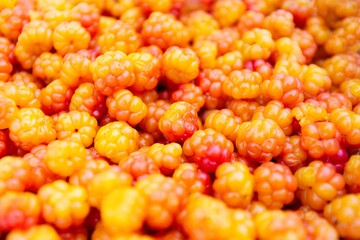 Cloudberries, fresh from the forest. Close up. Healthy diet. Collecting forest ripe cloudberries from the forest. Summer berry. The view from the top.