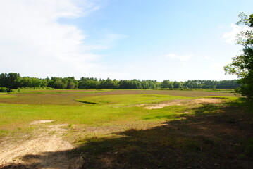 Cranberry bogs starting to fruit in mid summer with forest and dirt roads along boundary. Landscape shot on a bright sunny day in Massachusetts.