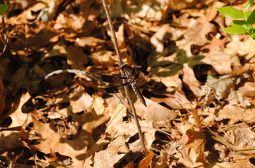 Dragonfly with transparent / clear and black spotted wings perched on a dead branch with fallen leaves in the background