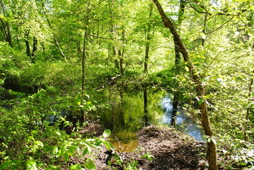 Downed trees and vegetation encroaching on a small stream winding through a temperate forest in the early summertime