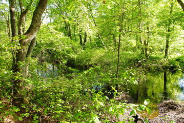 Fototapeta premium Downed trees and vegetation encroaching on a small stream winding through a temperate forest in the early summertime
