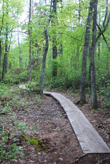 Board walk over wetlands through a temperate forest in early summer