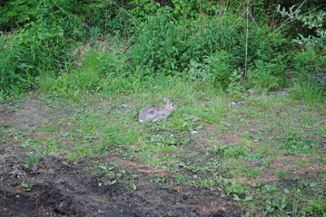 Fat and happy little eastern cottontail rabbit grazing at the forest's edge