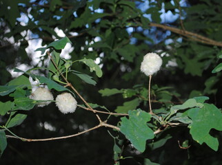 Wool-sower galls made by the Cynipid gall wasp or Callirhytis seminator on an oak tree
