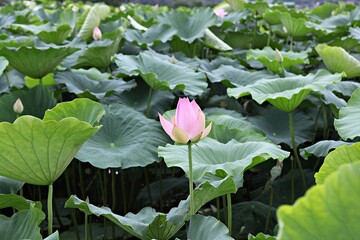 한국 경기도 시흥시 관곡지 입니다