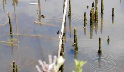 Dragonflies of northeastern US resting on reeds and grasses by the pond side