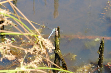 Dragonflies of northeastern US resting on reeds and grasses by the pond side