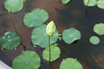 한국 경기도 시흥시 관곡지 입니다