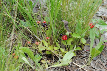 Wild raspberries ripening on the vine in mid July