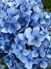 Colorful flowers on green shrub