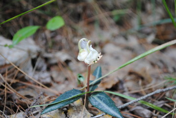 Spotted wintergreen / striped pipsissewa / striped prince's pine / Chimafila maculata small white flowers blooming on the forest floor in July
