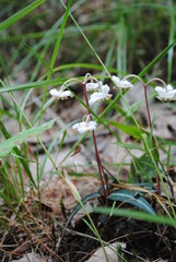 Spotted wintergreen / striped pipsissewa / striped prince's pine / Chimafila maculata small white flowers blooming on the forest floor in July