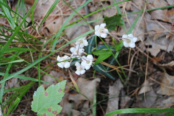 Naklejka na ściany i meble Spotted wintergreen / striped pipsissewa / striped prince's pine / Chimafila maculata small white flowers blooming on the forest floor in July