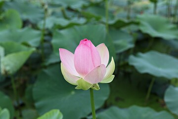 Fototapeta premium 한국 경기도 시흥시 관곡지 입니다