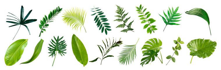 set of green monstera palm banana and tropical plant leaf on white background for design elements,...