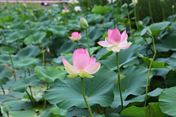 한국 경기도 시흥시 관곡지 입니다