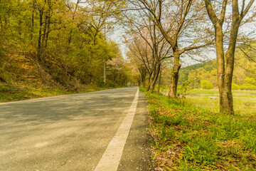 Country road lined with cherry blossom trees
