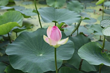 한국 경기도 시흥시 관곡지 입니다