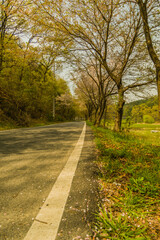 Country road lined with cherry blossom trees