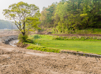 Fototapeta premium Tree growing at edge of rice paddy