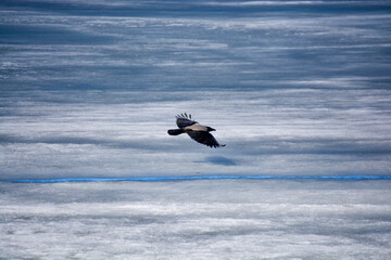 Flying over the ice of a crow
