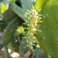 blossoming apple tree