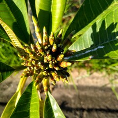 Obraz premium banana tree flower