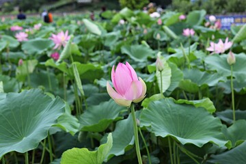 한국 경기도 시흥시 관곡지 입니다