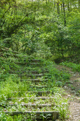 Wooden stair trail head