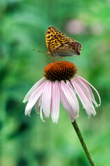 Butterfly Argynnis paphia collects nectar from an echinacea flower on a summer day in the garden