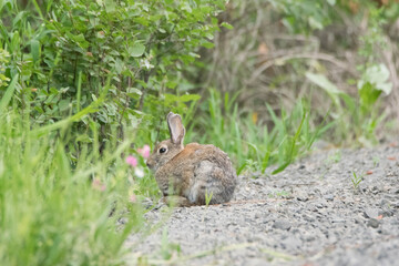 Rabbit in the woods 