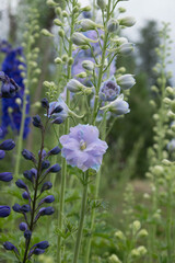 Obraz premium Oracle Delphinium flowers 