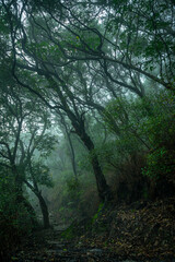 beautiful scenery of tree with mist