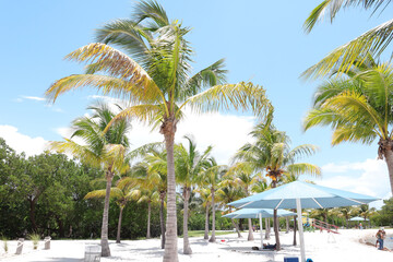 Palm trees in Homestead Bayfront Park's beach, Summer day at South Biscayne Bay, Palm trees and sand at the beach