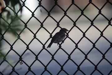 Sparrows in natural daylight in a park