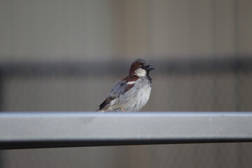 Sparrows in natural daylight in a park
