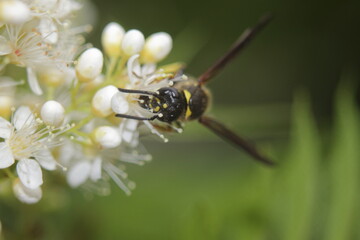 wasp on a white flower