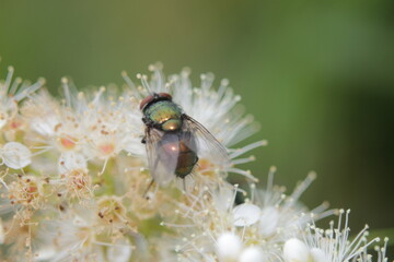 Fly sitting on a plant in daylight