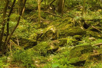 Large moss covered boulders