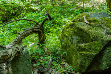 Odd shaped tree in dry overgrown riverbed