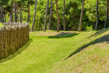 Sharpened logs and lush green forest.