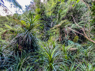 Nga Tapuwae o Toi, or the 'Footprints of Toi', is a walking trail between Whakatane and Ohope in New Zealand